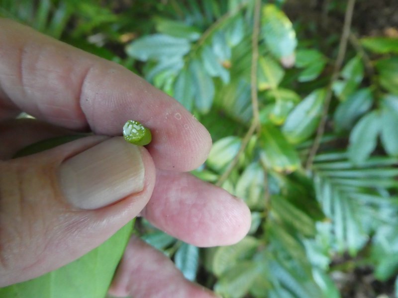 Gourka photo 8