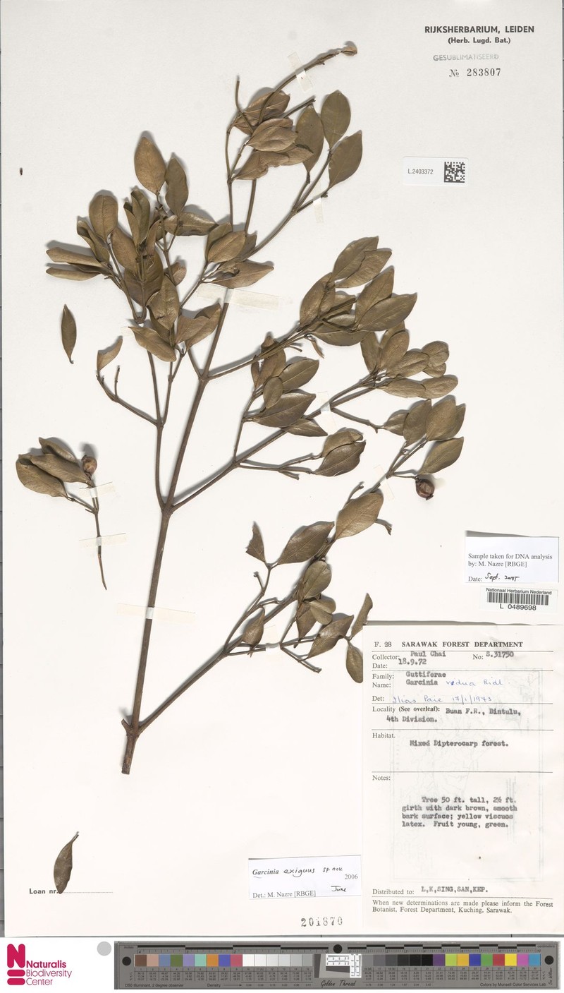 Garcinia exigua