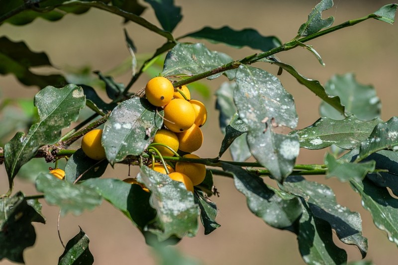 Garcinia fluviatilis