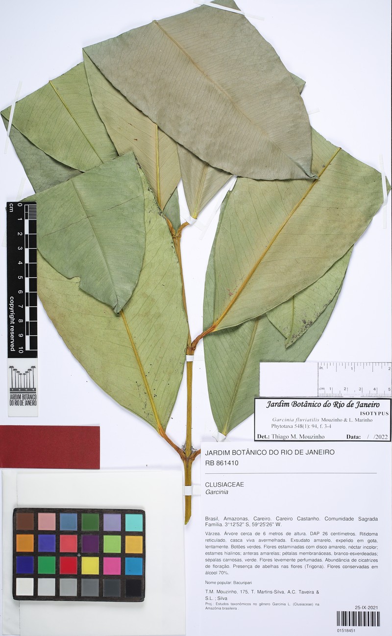 Garcinia fluviatilis photo 2