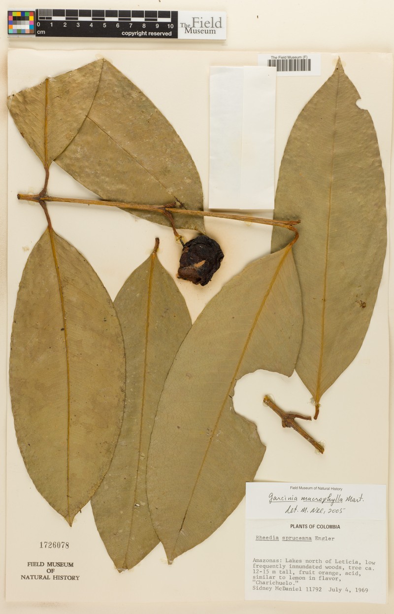 Garcinia fluviatilis photo 3