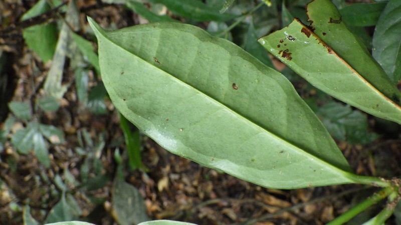 Garcinia gabonensis