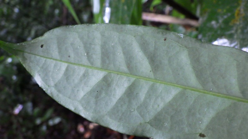 Garcinia gabonensis photo 2