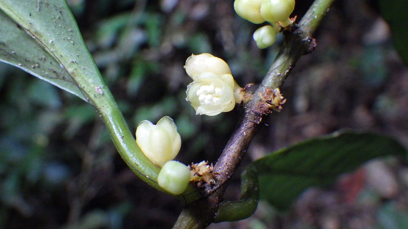 Garcinia gabonensis photo 3