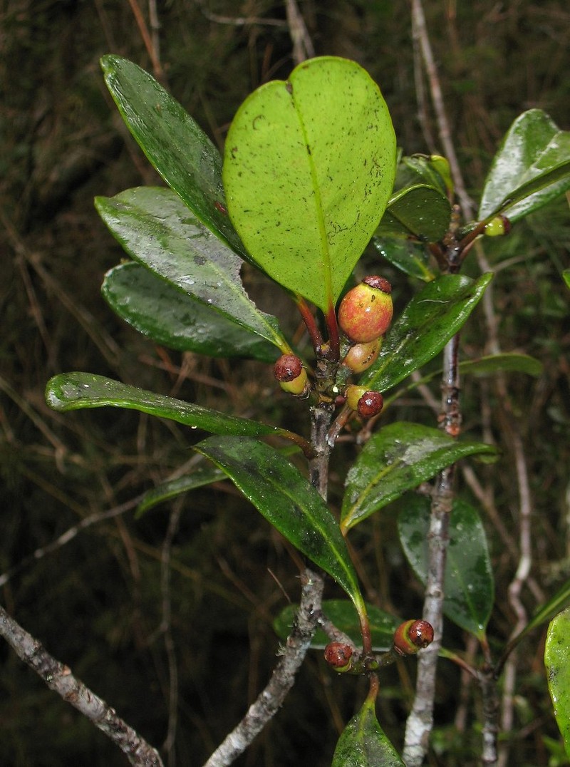 Garcinia goudotiana photo 2