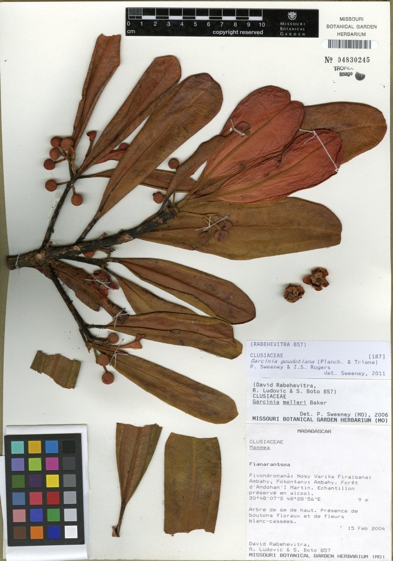 Garcinia goudotiana photo 3