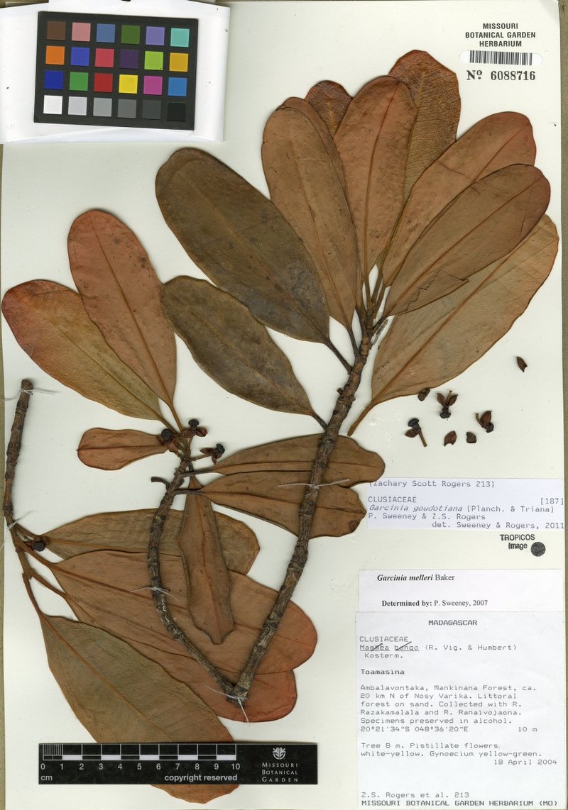 Garcinia goudotiana photo 4