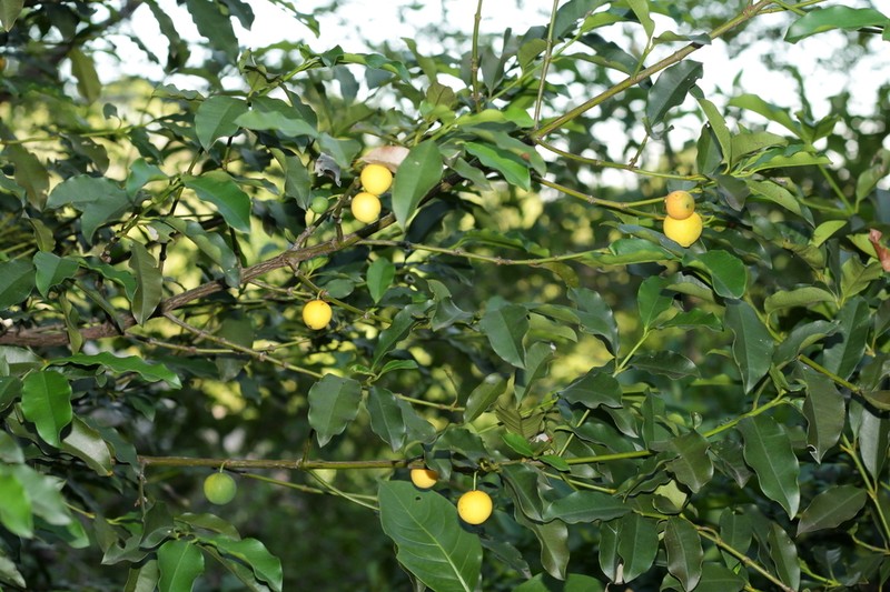 Garcinia guacopary