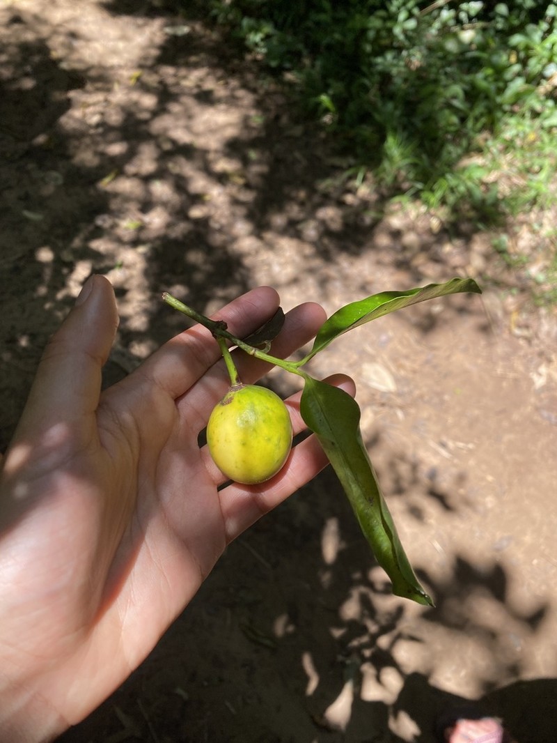 Garcinia guacopary photo 2