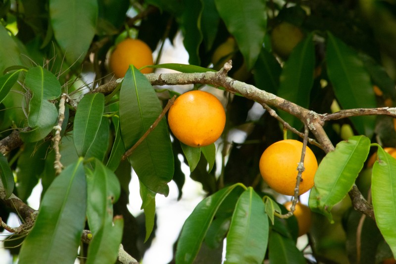 Garcinia guacopary photo 3