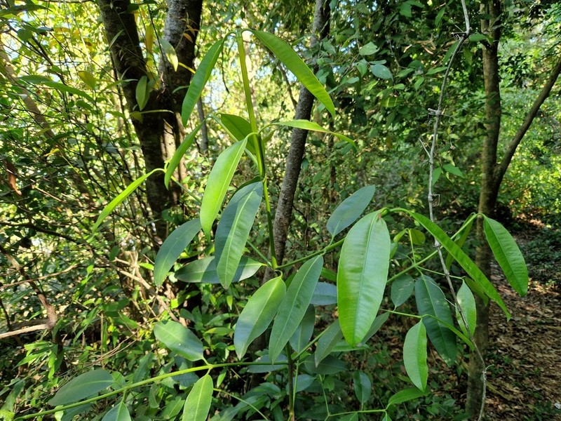 Garcinia guacopary photo 4