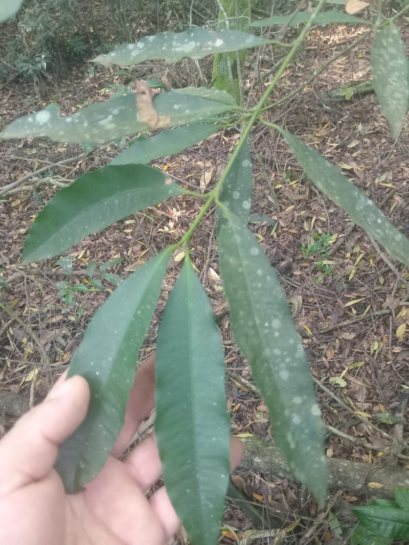 Garcinia guacopary photo 5