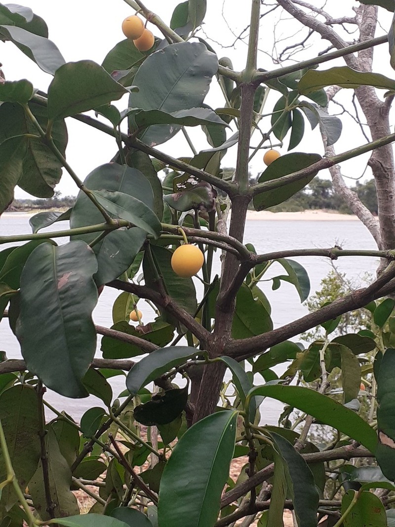 Garcinia guacopary photo 6