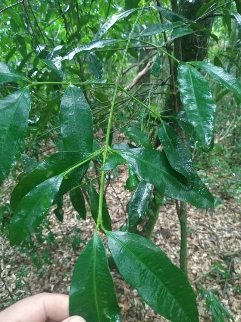 Garcinia guacopary photo 7