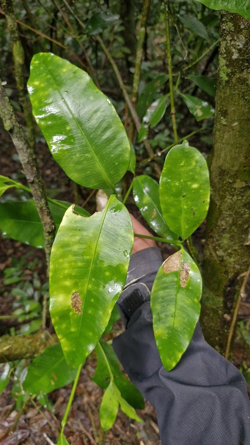 Garcinia guacopary photo 8