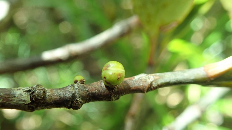 Garcinia hennecartii