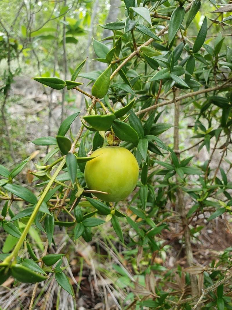 Lemon Saptree