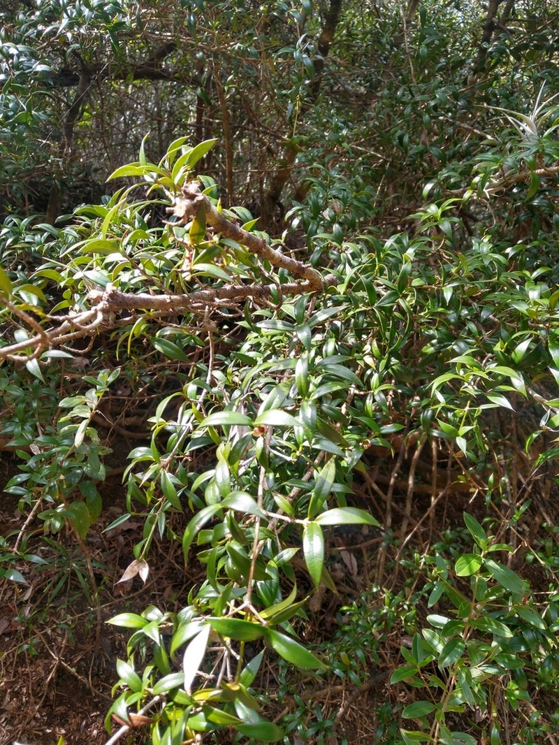 Lemon Saptree photo 2