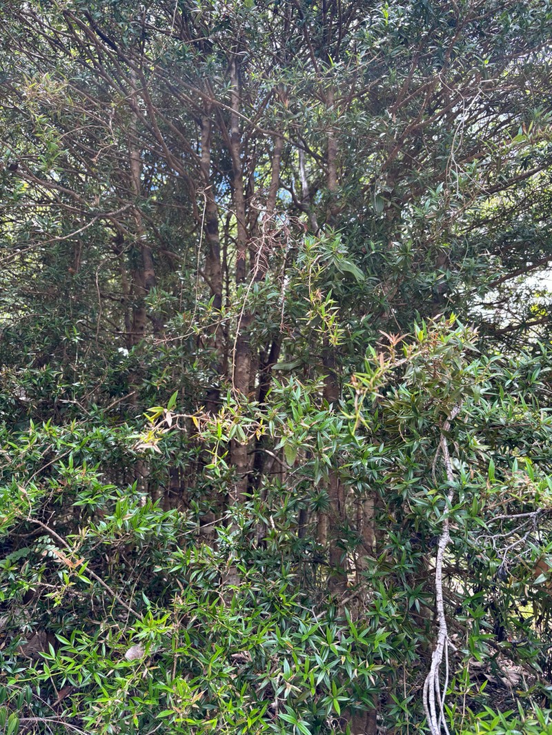 Lemon Saptree photo 3