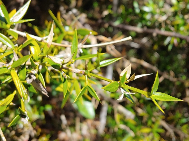 Lemon Saptree photo 4