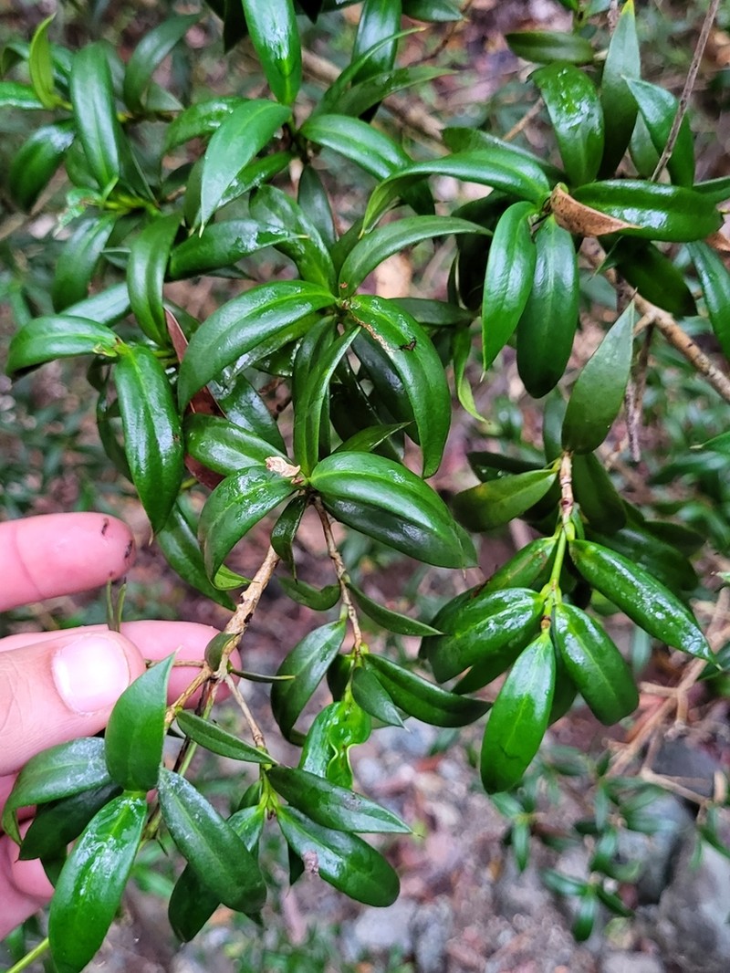 Lemon Saptree photo 5