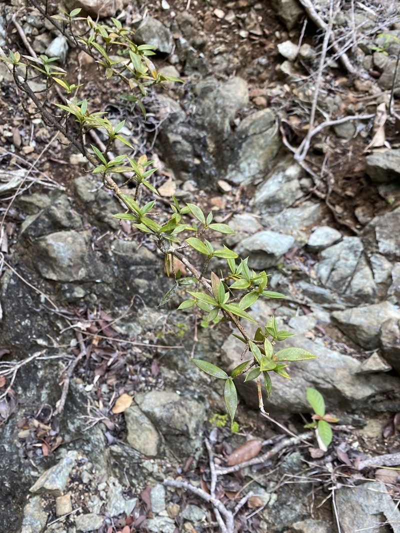 Lemon Saptree photo 6