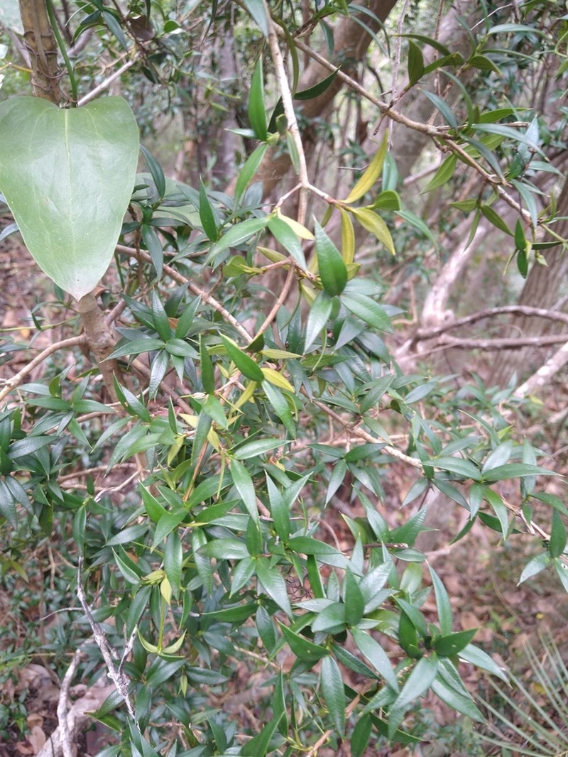 Lemon Saptree photo 7