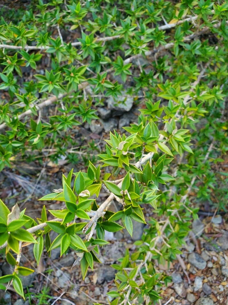 Lemon Saptree photo 8