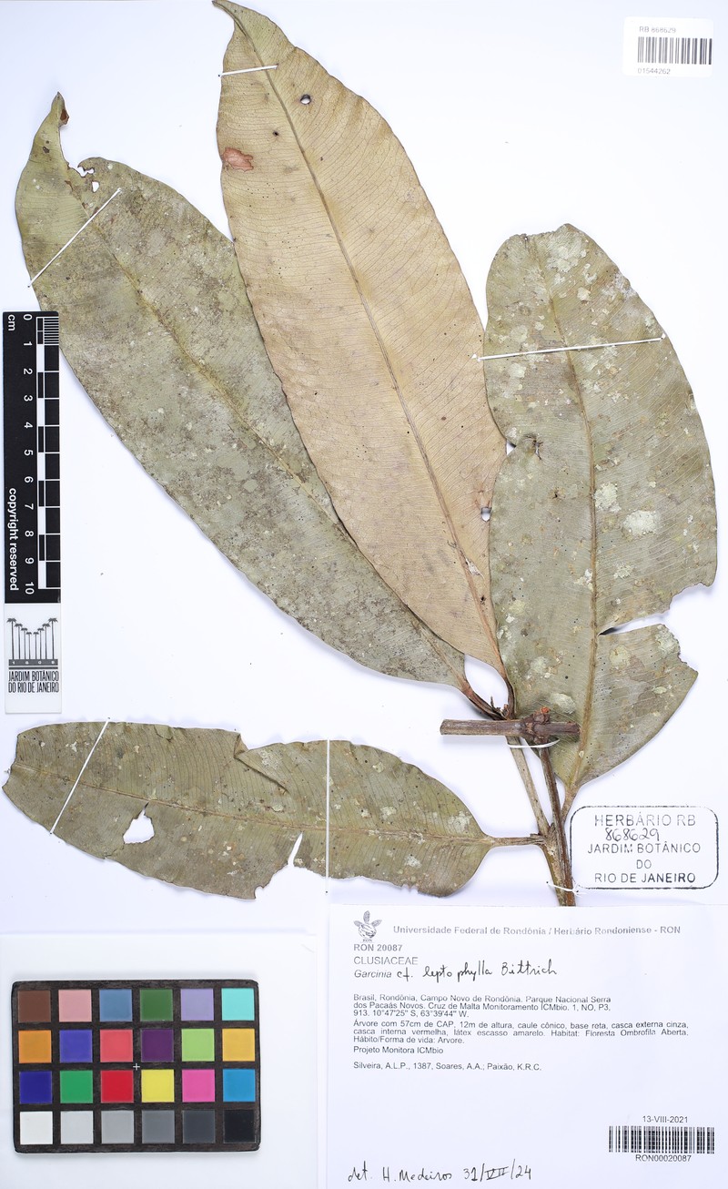 Garcinia leptophylla photo 2