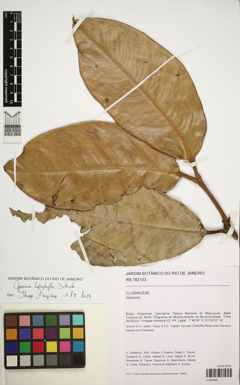 Garcinia leptophylla photo 3
