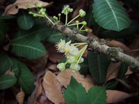 Livingstone's Garcinia