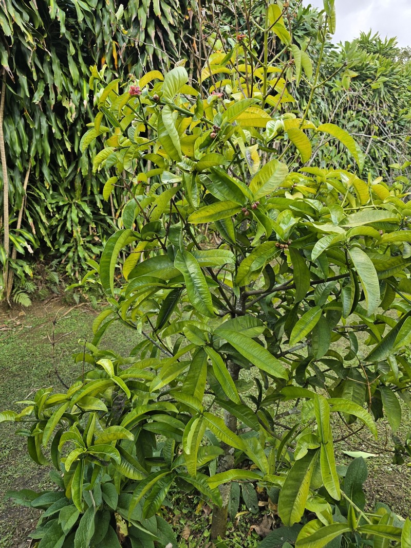 Mangosteen photo 2