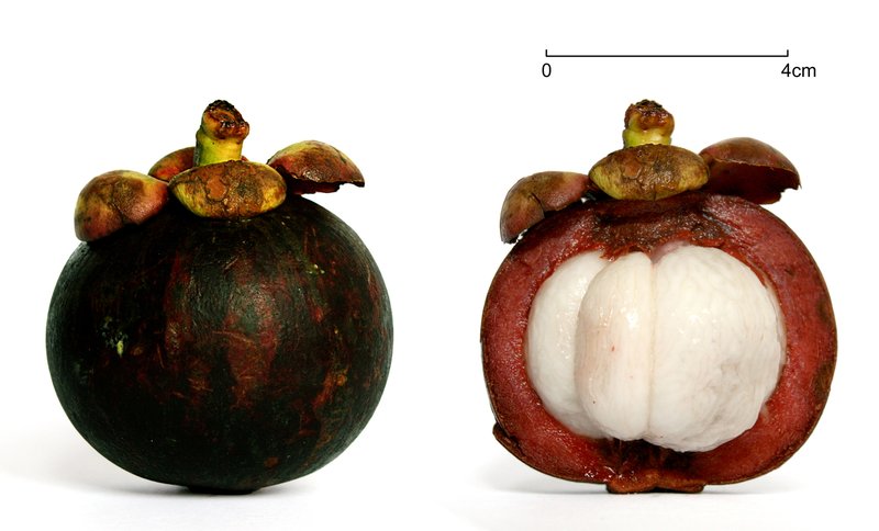 Mangosteen photo 4