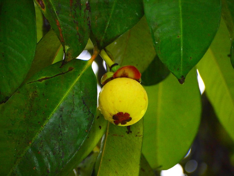 Mangosteen photo 8