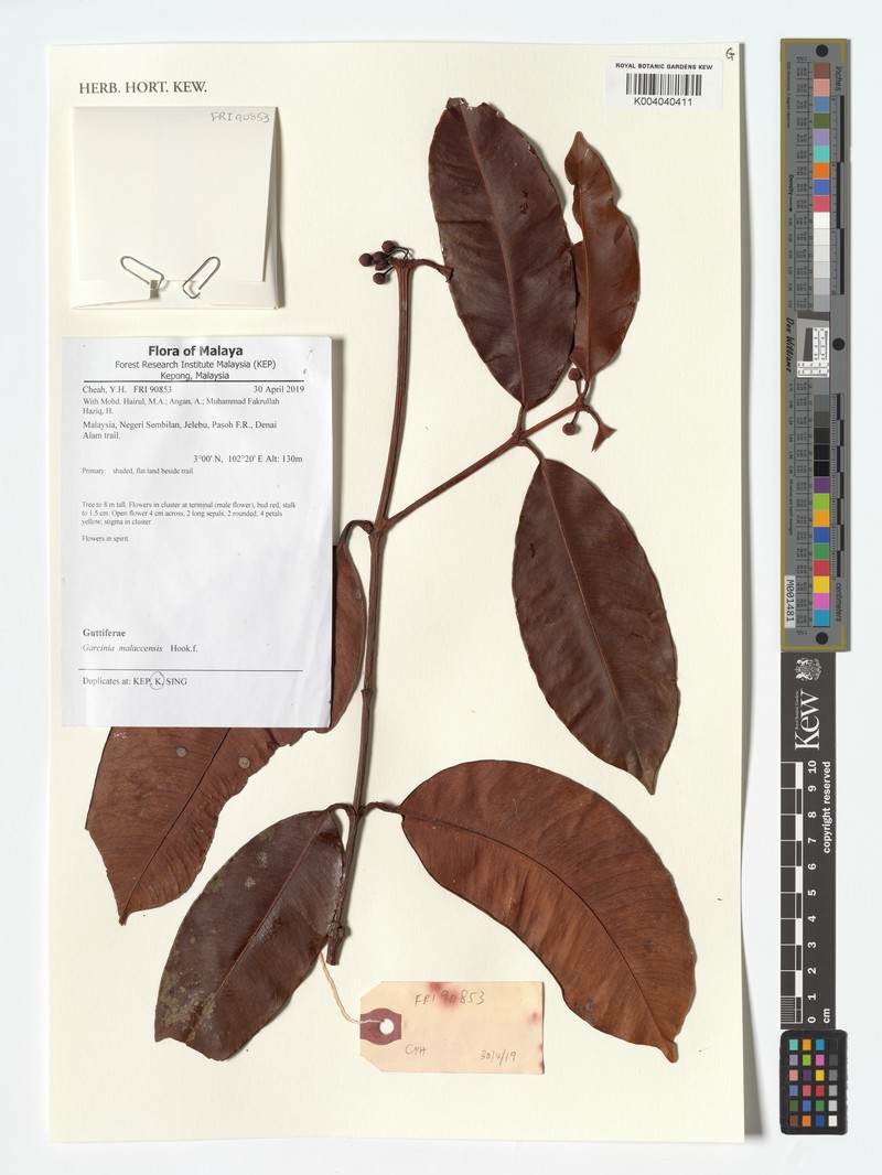 Garcinia mangostana var. malaccensis