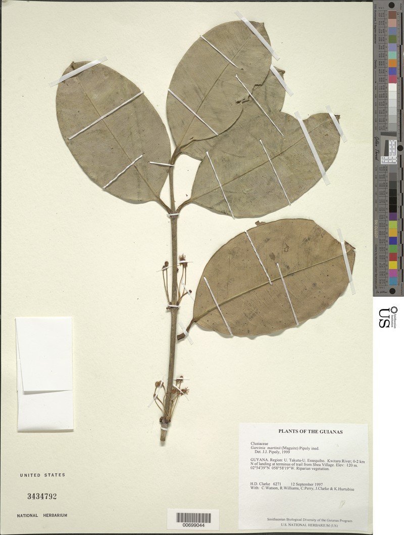 Garcinia martinii