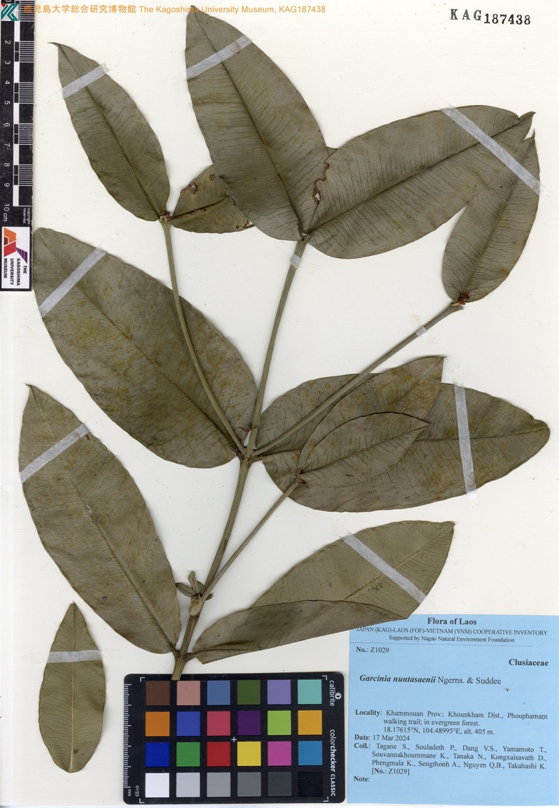 Garcinia nuntasaenii