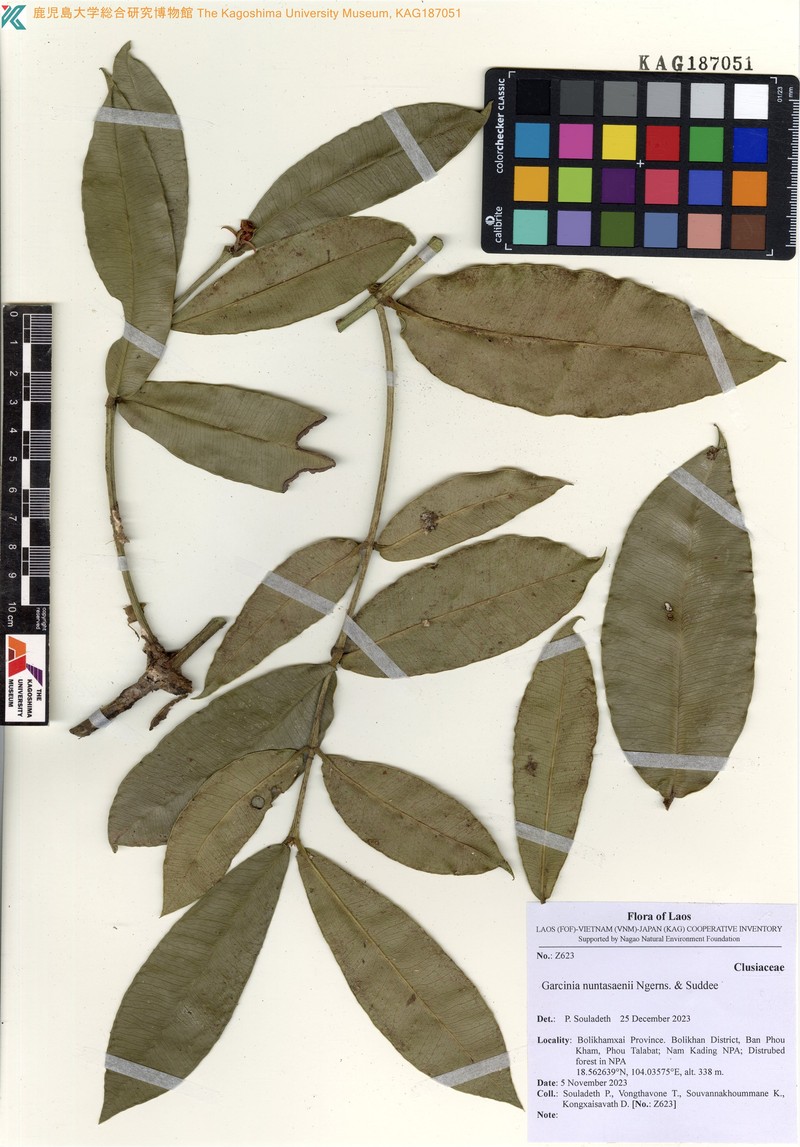 Garcinia nuntasaenii photo 2