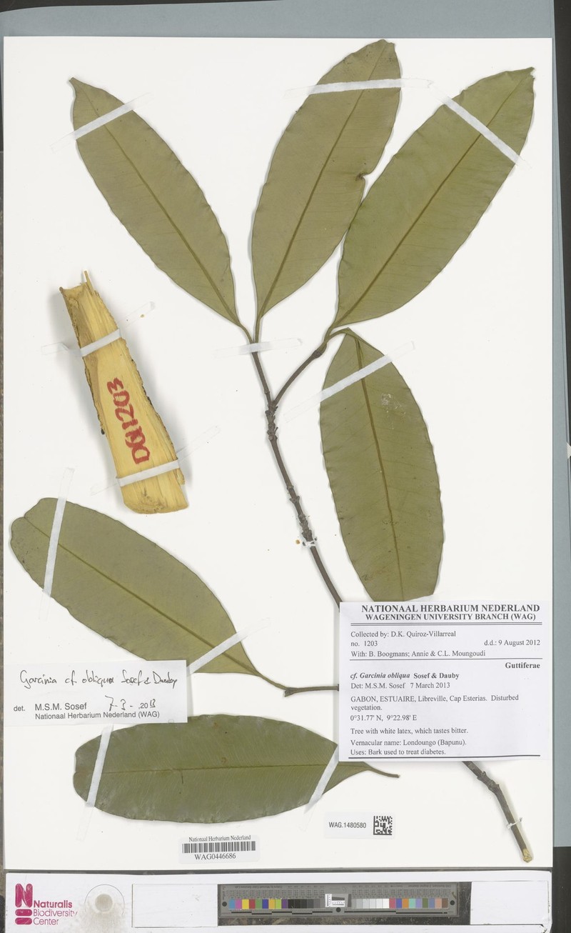 Garcinia obliqua