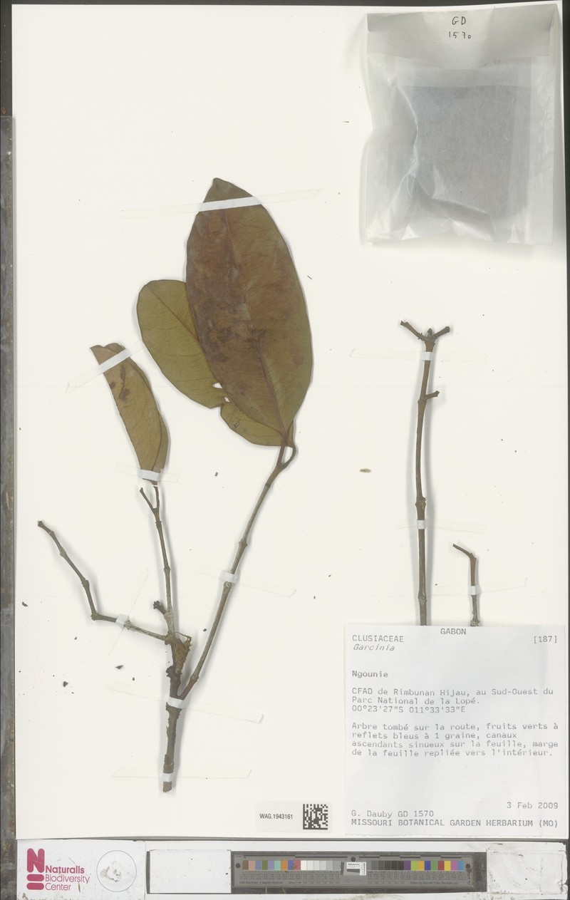 Garcinia obliqua photo 2