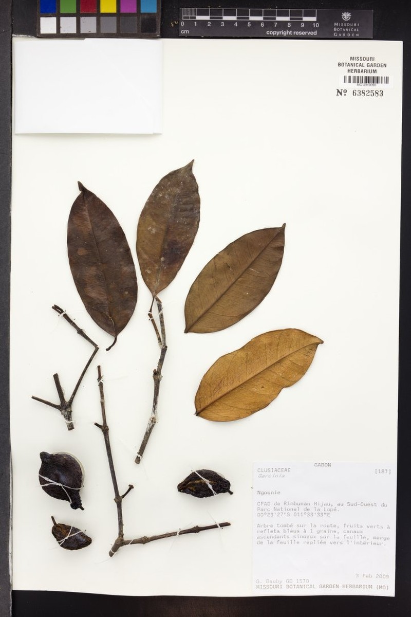 Garcinia obliqua photo 3
