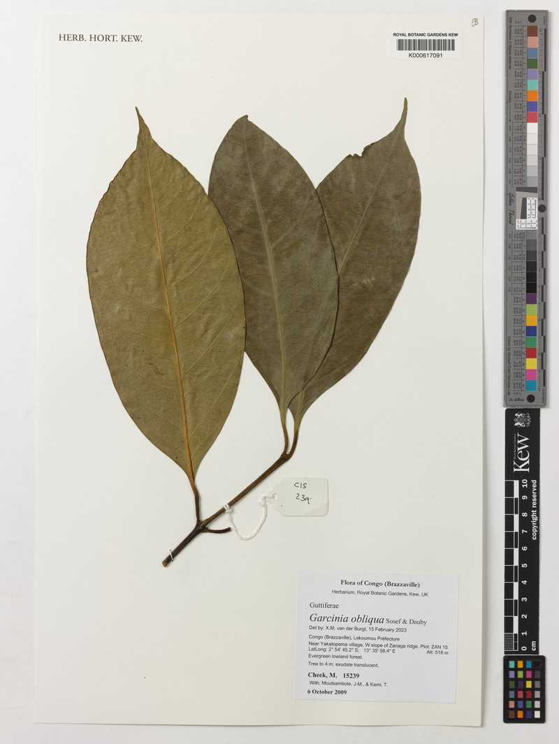 Garcinia obliqua photo 4