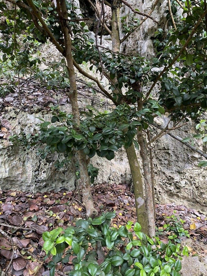 Palo De Cruz