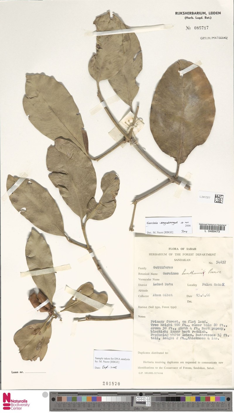 Garcinia sangudsangud