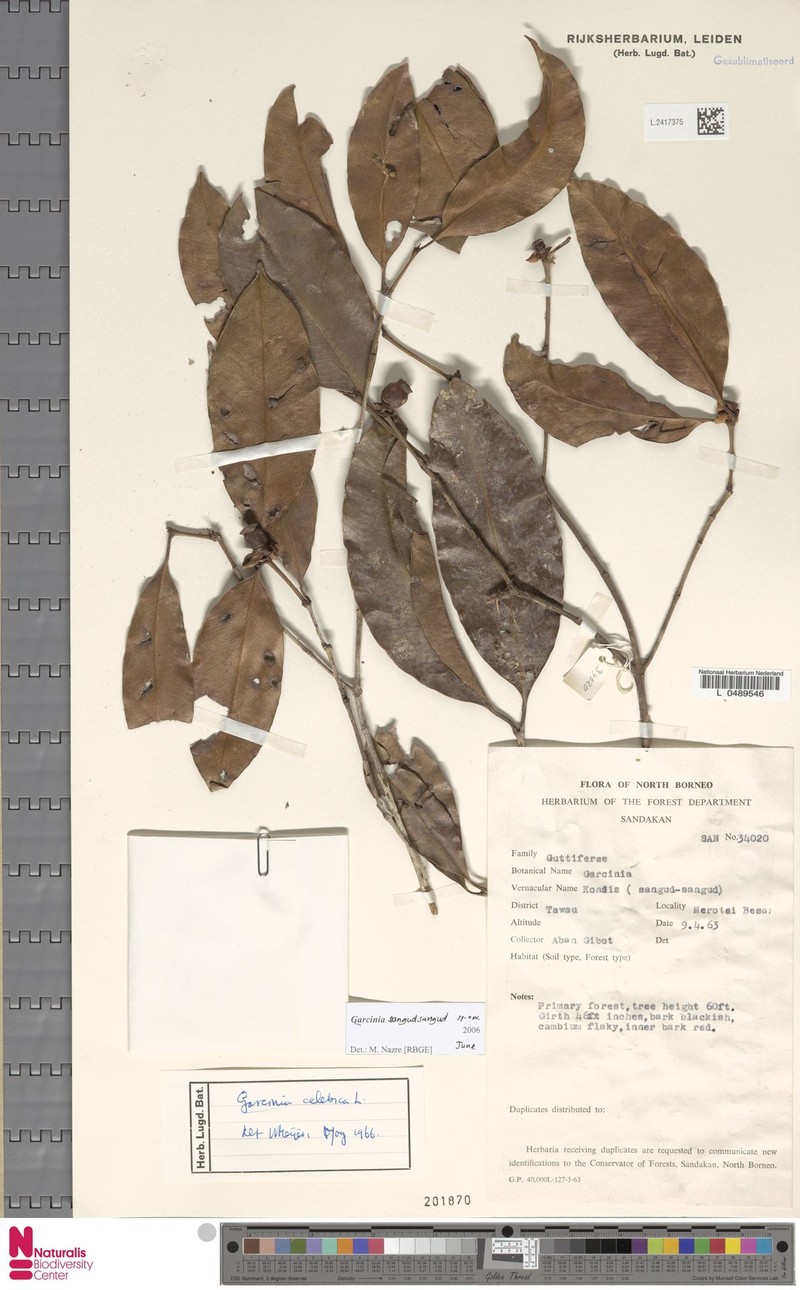 Garcinia sangudsangud photo 3