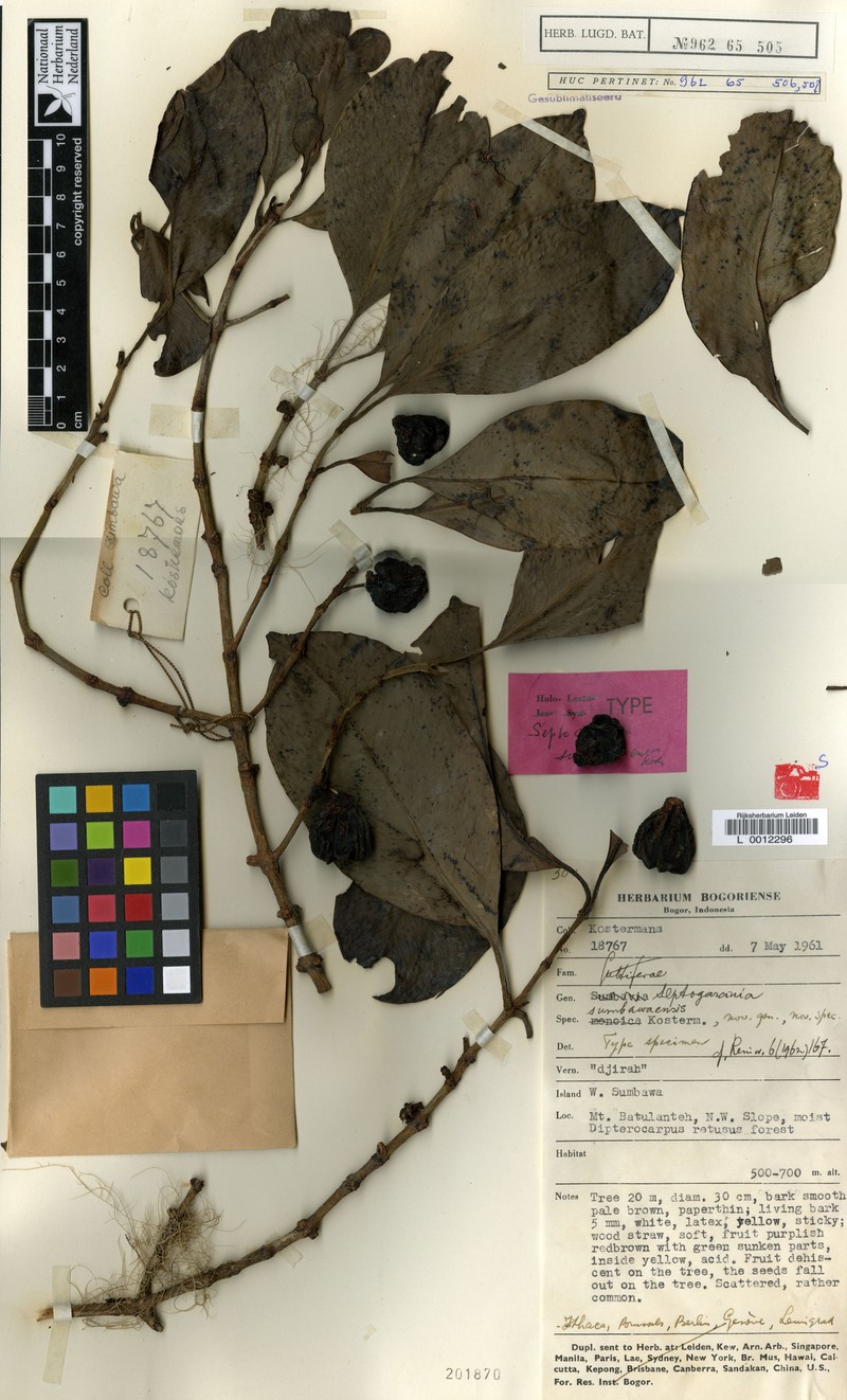 Garcinia septogarcinia photo 2