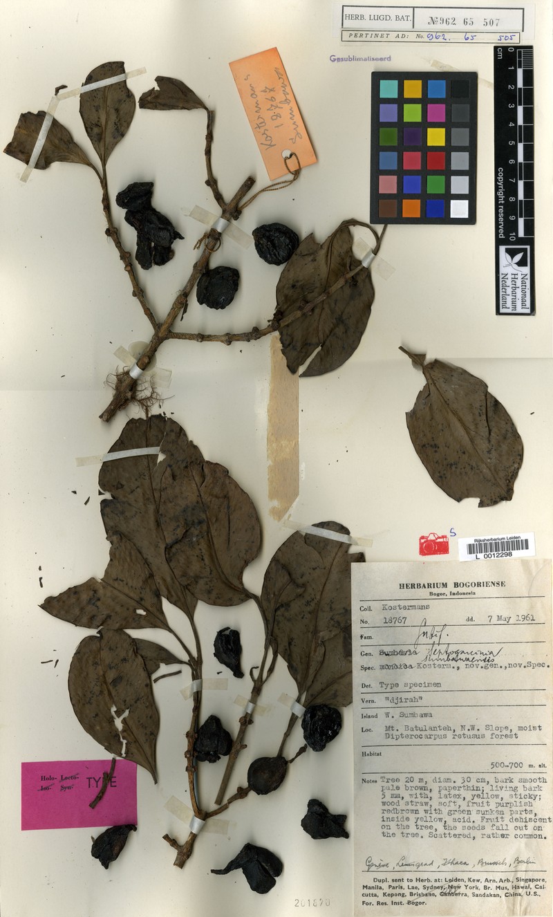 Garcinia septogarcinia photo 3