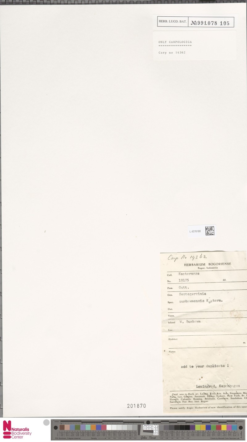 Garcinia septogarcinia photo 4