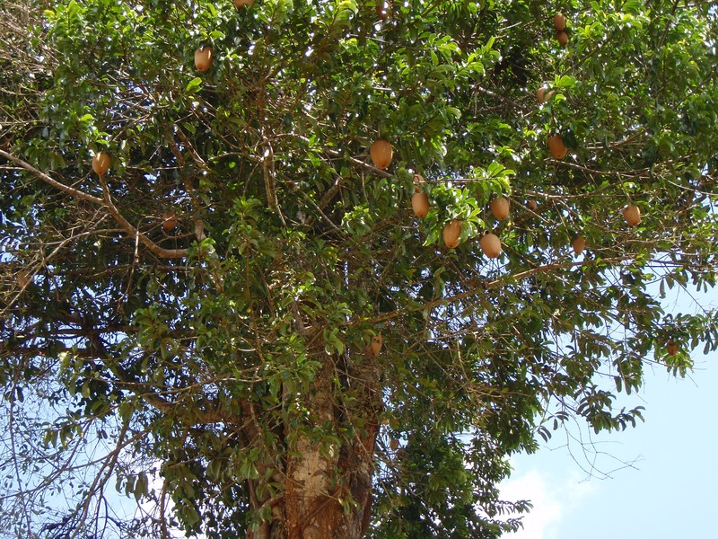Garcinia stuhlmannii photo 2
