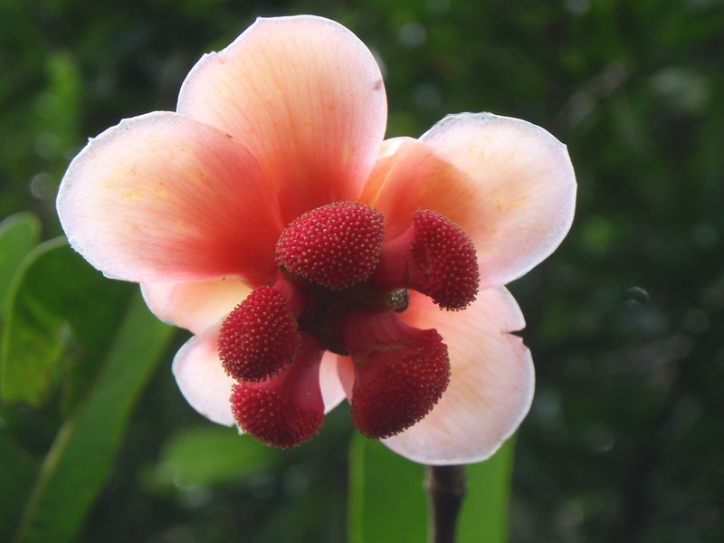 Garcinia stuhlmannii photo 4